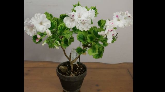 203.Ragal Golden Princess 2016~2018 리갈 골든프린세스 Pelargonium смотреть онлайн