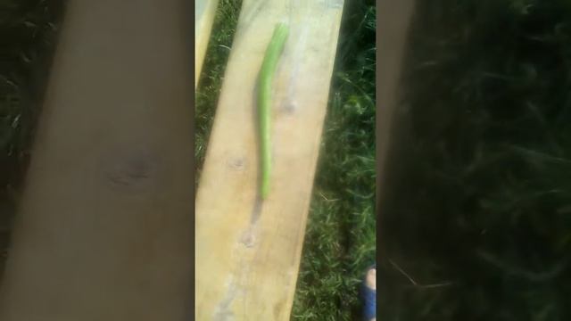 Самодельный освежитель воздуха смотреть онлайн