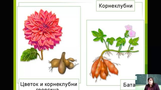 Корень Внешнее строение, видоизменения корней смотреть онлайн