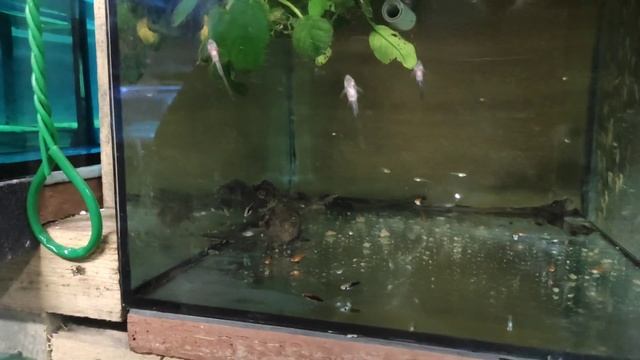 10 Дней не был на разводне... смотреть онлайн
