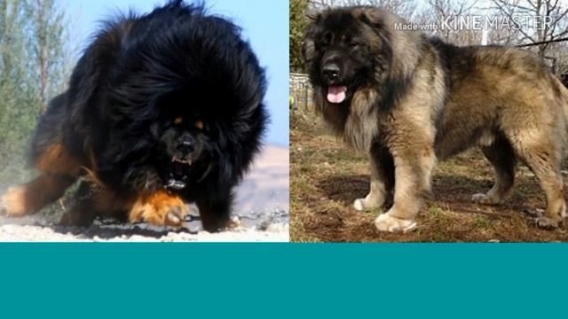 Тибетский мастиф против Кавказской овчарки. Animals Battle. смотреть онлайн