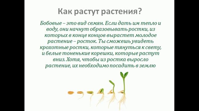 Опыты для детей: как растет фасоль смотреть онлайн