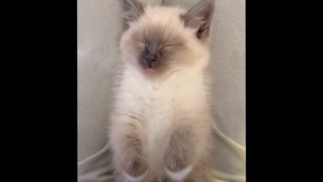 Kitten Who is the 'Spiciest' in His Litter, Turns Out to Be Quite the Teddy Bear смотреть онлайн