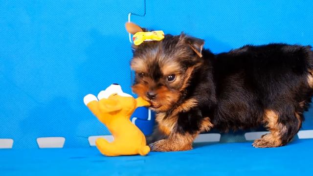 Чудесная нежная девочка Йорк / Купить щенка йоркширского терьера смотреть онлайн