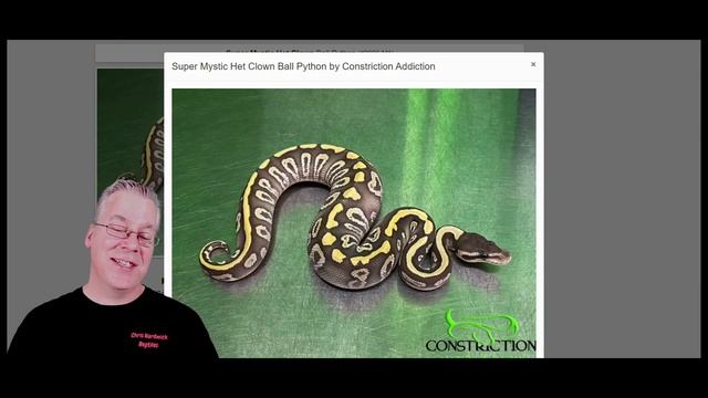 Comparison of the Mystic and Phantom Ball Python Genes смотреть онлайн