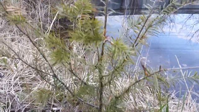 Архангельская пихта, дачная заметка. смотреть онлайн