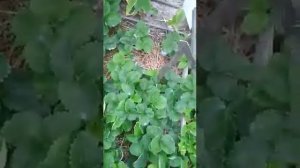 Нематода на клубнике, наглядный пример!