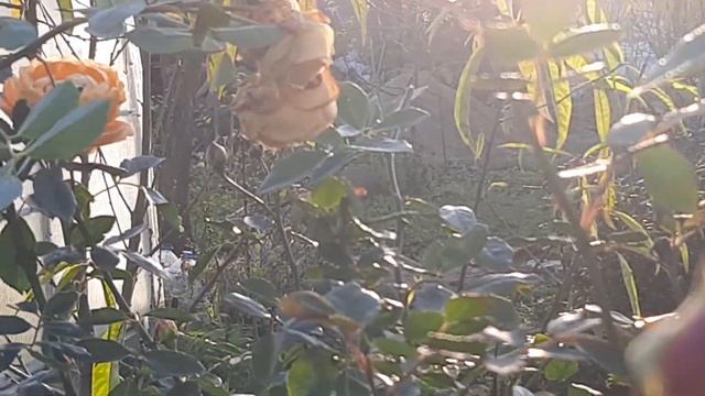 Леди оф Шалот (Ladi of Shalott) английская, в ноябре смотреть онлайн