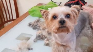Стрижка собаки дома! Грумер стрижёт собаку дома! Собака и стрижка на кухонном столе!