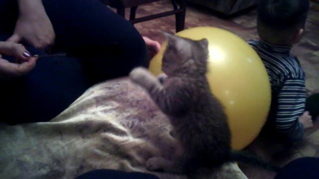 Киска играет с расческой смотреть онлайн