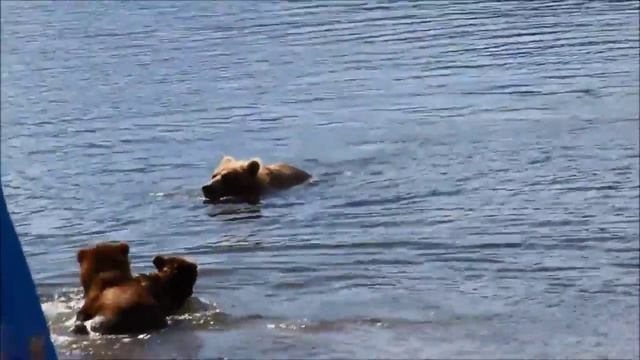 Медвежье воспитание смотреть онлайн