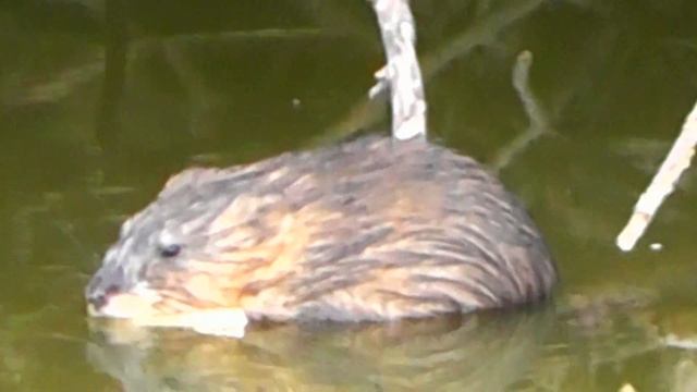 ОНДАТРА(Ondatra zibethicus) ЛЮБИТ СВОЙ ВОДОЁМ смотреть онлайн