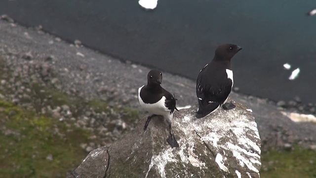 Птичий базар на скале Рубини, Земля Франца-Иосифа