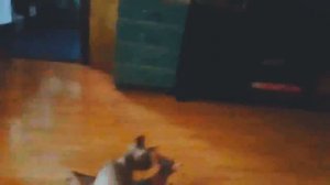 Вязка. Куни-котик. Коты затоптали хозяйку. Канадский сфинкс.