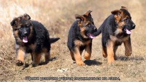 Вес немецкой овчарки по месяцам: таблица