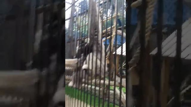 Гибон!!!Зоопарк Новосибирск!!! смотреть онлайн