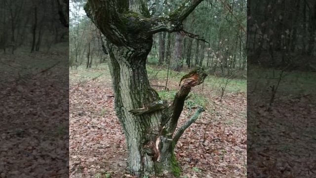 Куда пойти гулять на карантине. смотреть онлайн