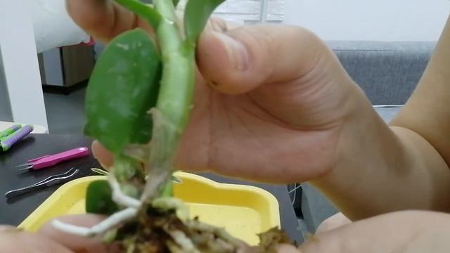 Дендробиум mini вариегатный и helix x doctor Uthai смотреть онлайн