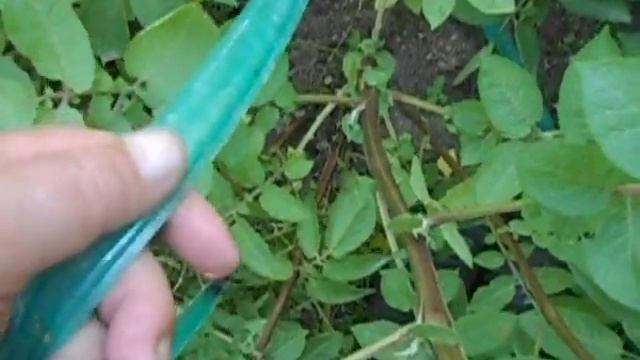 Картофель УНИКА! смотреть онлайн