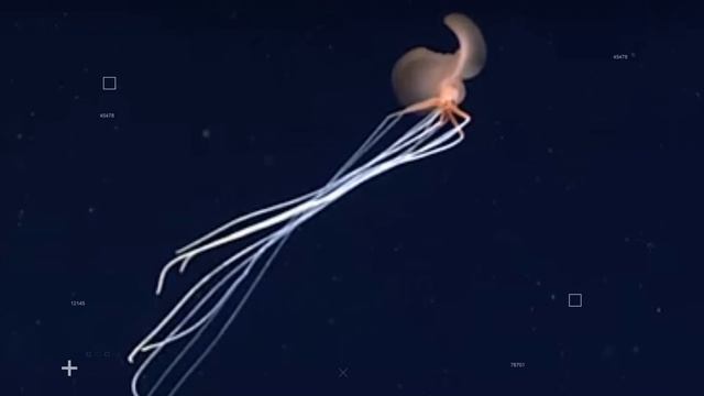 8 Giant Squid Encounters You Really Shouldn't Watch смотреть онлайн