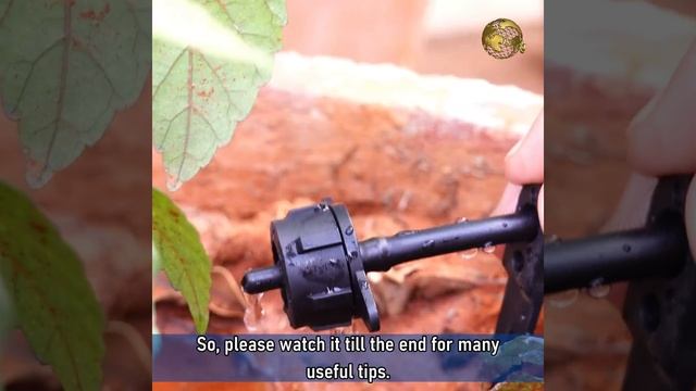TIPS & TRICKS: DRIP IRRIGATION SYSTEM INSTALLATION FOR HOME GARDEN