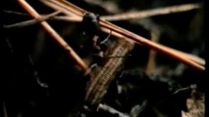 Биогеоценоз