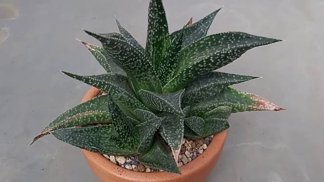 Succulent Gasteraloe 