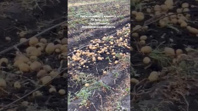Супер урожай картофеля сорта Коломба смотреть онлайн