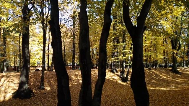 Шервудский лес осенью смотреть онлайн