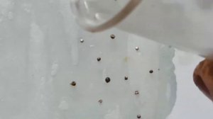 Определение контактов платины, палладия, серебра   белое золото