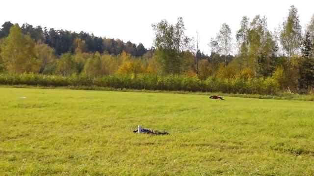 Уиппет VALPAIN PEK DIRECT HIT (К). CACIL + ЧР, Ярославка 2020 смотреть онлайн