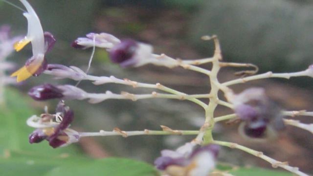 Herbs & Gingers смотреть онлайн