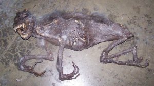 Чупакабра [Кто это?]