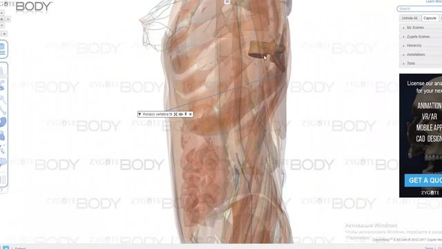 3D атлас по анатомии смотреть онлайн