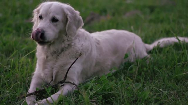 Dog TV - Dogs to Relax to Gentle Piano Music - NO ADS - Dogs in Nature - Anti Anxiety смотреть онлайн