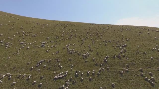Овцы в горах Грузии. Съёмка с высоты полёта квадрокоптера.mp4