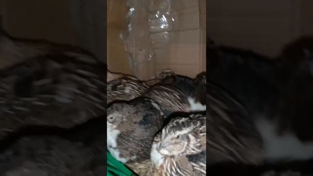 Породы перепелов . Феникс и Фараон .