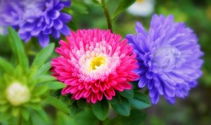 ПОСЕВ СЕМЯН АСТРЫ В КИПЯТОК.Без хлопот и трат времени.