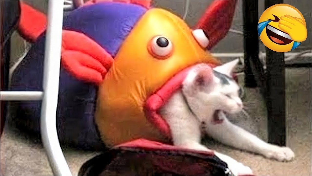 Смешные Животные - Лучшие Кошки? и Собаки? #4 смотреть онлайн