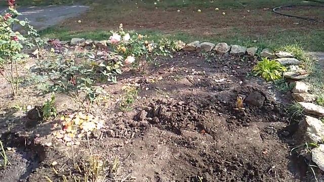 Осенняя посадка Роз и пересадка лилий. смотреть онлайн