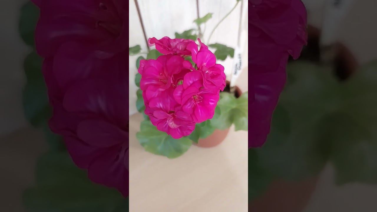 Розебудная пеларгония Mexica Granatit