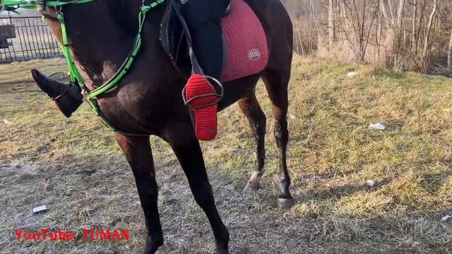2024 г ,Рынок Лошадей Чечня в Урус Мартане смотреть онлайн