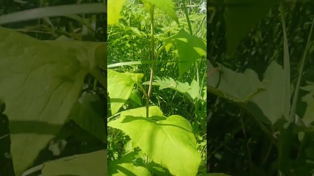 Гусиная лапка Растение тайги низеое Лекарственные растения Лечебные растения Травы Тайга Лес смотреть онлайн