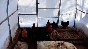 Куры зимой в теплице