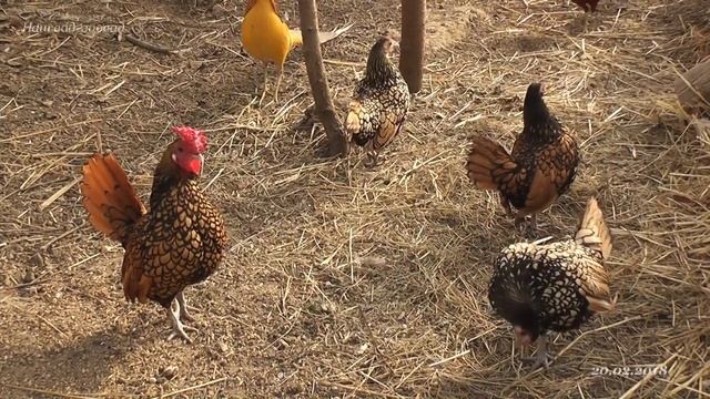 Сибрайт золотистый (golden sebright) смотреть онлайн