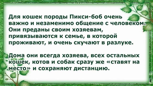 Пикси-Боб, Уход и содержание, Породы кошек смотреть онлайн