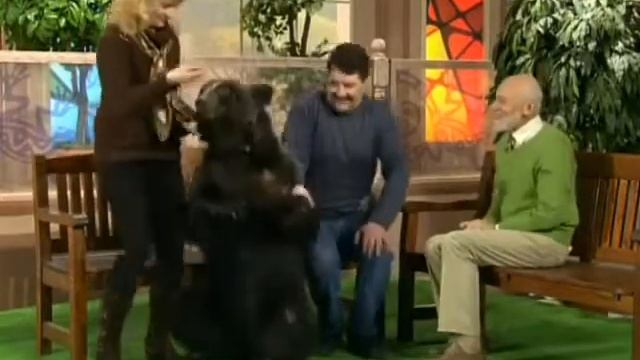 В мире животных Птицы смотреть онлайн