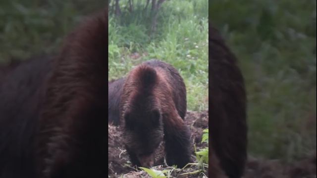 Здесь едят медведи! #Shorts смотреть онлайн