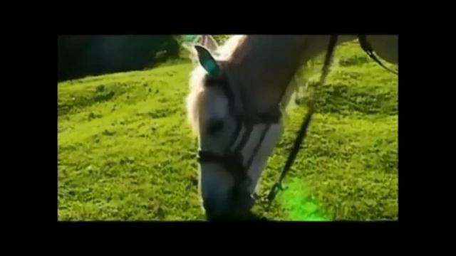 Көзіңнің мөлдірін-ай, ❤كوزىڭنىڭ مولدىرىن-اي. Даурен Нуркожа. Қытай Қазақтары смотреть онлайн