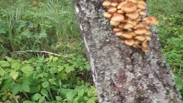 Грибы #опята2023 #грибы2023 #лесныегрибы #грибыопятавидео #грибнойсезон #загрибами